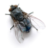 mouche